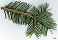 SpeciesSub: subsp. salouenensis